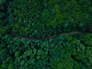Aerial view of a forest