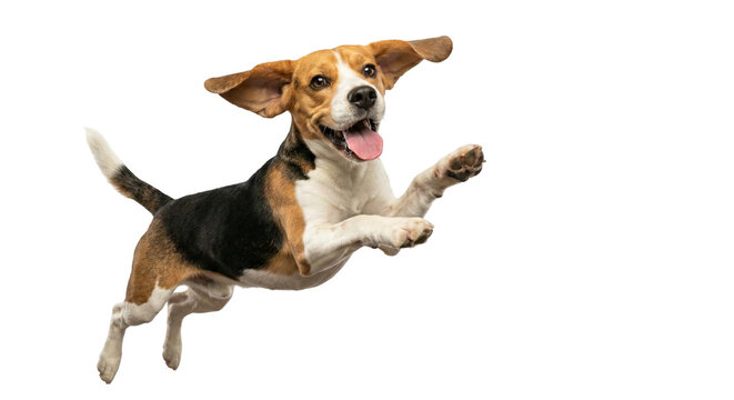 Happy Flying Beagle Dog Jumping and Running Isolated on White Background, Excited Purebred Puppy Levitation Concept, Active Pet Lifestyle and Healthy Animal Playfulness Advertising