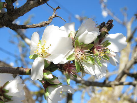 Almond Blossom Flowers