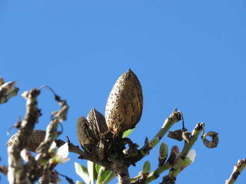 Almond on tree