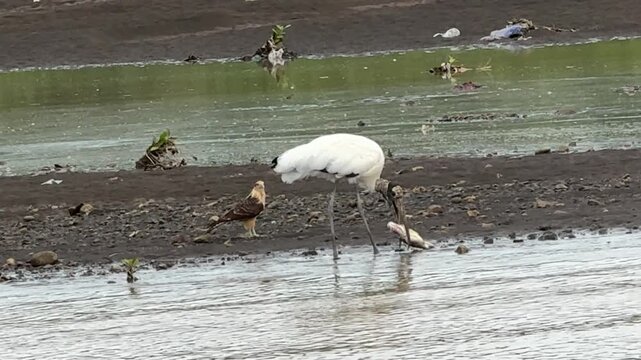 Roseate Spoonbill (Platalea ajaja) on the River Tarcoles in Costa Rica Eating a Fish