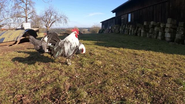 Freiland H&uuml;hner legen Eier im garten. Tierwohl Haltung am Haus