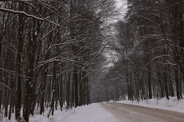 Picturesque view of trees and road covered in snow on winter day