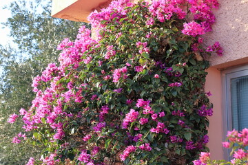 Pianta di bouganville color rosa rampicata sul muro di una casa