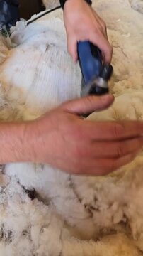 Soft alpaca shearing close up with electric clippers and thick fleece, showcasing natural insulating fiber and ethical farming, ideal for textile content.
