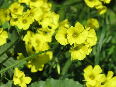 Oxalis pes-caprae (yellow flower)