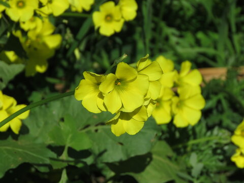 Oxalis pes-caprae (yellow flower)