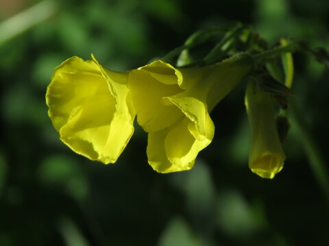 Oxalis pes-caprae (yellow flower)