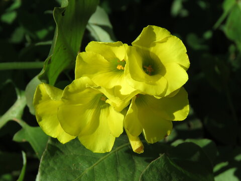 Oxalis pes-caprae (yellow flower)