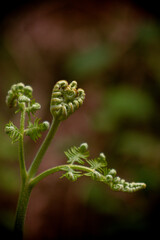Fototapeta premium green fern leaf