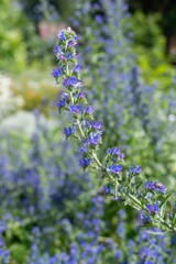 Obraz premium Close up of vipers bugloss (echium vugare) flowers in bloom