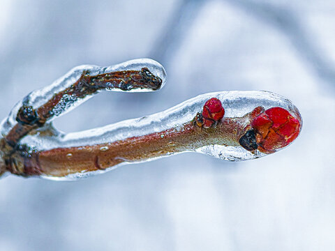   Macro shot of bright red buds trapped in a transparent ice shell during an anomalous winter ice storm.