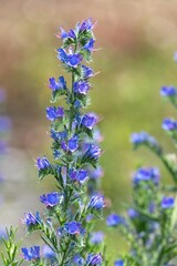 Obraz premium Close up of vipers bugloss (echium vugare) flowers in bloom
