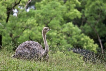 草の上に座り休むメスのダチョウ
