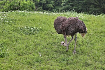 首を下げて歩くメスのダチョウ