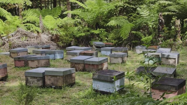 Beehives sit amongst ferns in a clearing in New Zealand. Beekeepers place hives in forests to allow bees to collect nectar from native plants.