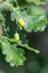 Fototapeta premium Close up of acorns on an English oak (quercus robur) tree