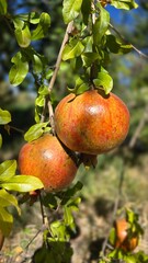 Pomegranates ripening on the branch are red-yellow with green leaves. Pomegranate harvest in the garden