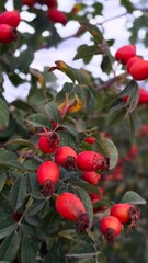 A rosehip bush with red berries and green leaves. The bright, juicy berries are ready for harvest.