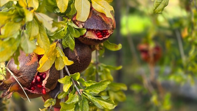 Pomegranates cracked as they ripened on the branch, reddish-yellow with green leaves. Pomegranate harvest in the garden.