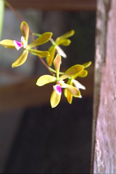 Encyclia tampensis - Butterfly Orchid
