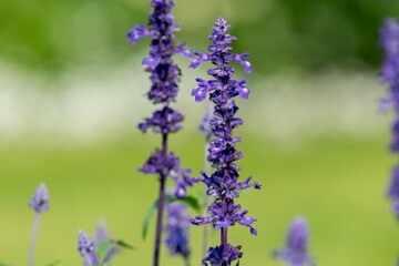 Obraz premium Close up of mealycup sage (salvia farinaceae) flowers in bloom