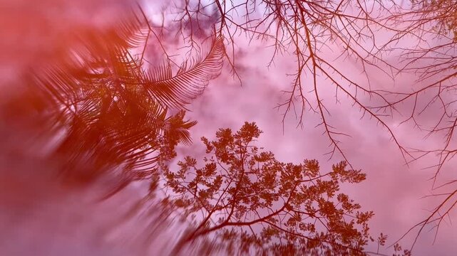 Artistic Reflection of Trees and Branches in Pink Water Puddle