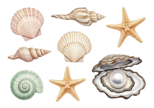 Detailed photorealistic watercolor seashells, starfish, and oyster with a perfect pearl, studio shadowless flat lay on a transparent surface, high-end graphic design concept