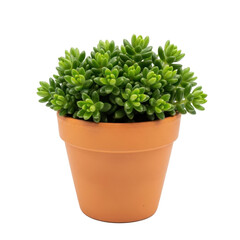 Obraz premium Donkey's Tail succulent plant in pot