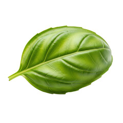 Obraz premium Fresh Green Basil Leaf
