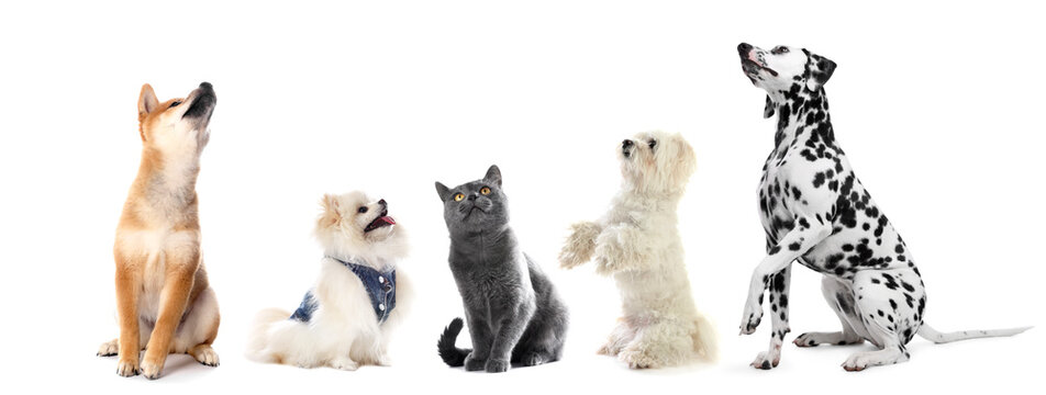 Dogs and cat looking at same point on white background
