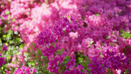 Vivid magenta azaleas in full bloom create a vibrant floral display outdoors in a dutch garden, with sunlight highlighting their delicate petals against lush green leaves