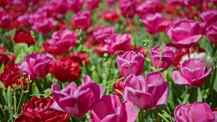 Obraz premium Vibrant tulips blooming in a field in the netherlands, showcasing a beautiful display of pink and red flowers under the bright outdoor sunlight in spring.