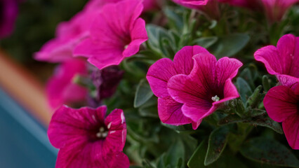 Vibrant pink flowers bloom under the sunny skies of torrevieja, spain, showcasing their vivid colors against verdant green leaves in an outdoor setting.
