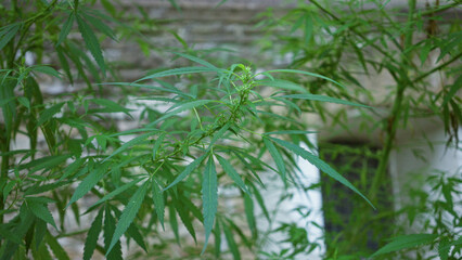 Naklejka premium Hemp plant with serrated leaves leaning slightly and forming tiny bud clusters in front of a building; quiet natural serenity.