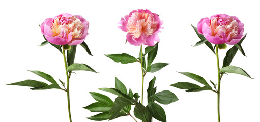 Obraz premium Pink peonies isolated on white, set. Spring flower