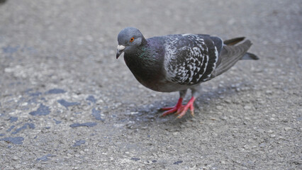 Obraz premium Pigeon walking on sunny pavement outdoors with bright red feet and pecking at scattered breadcrumb amidst surrounding furniture legs casting shadows