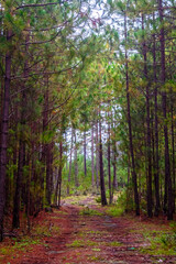 Fototapeta premium Pine forest with fog in Mexiquillo, Durango, Sierra Madre Occidental