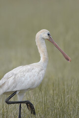 Fototapeta premium Close-Up Of A Eurasian Spoonbill (Platalea Leucorodia)