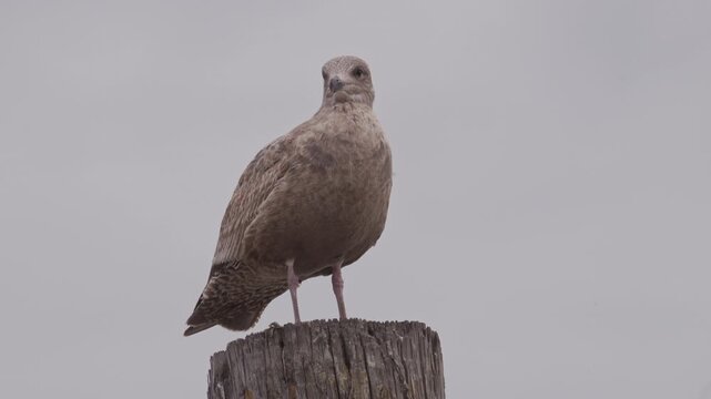American Herring gull perched on a wooden post on cloudy day