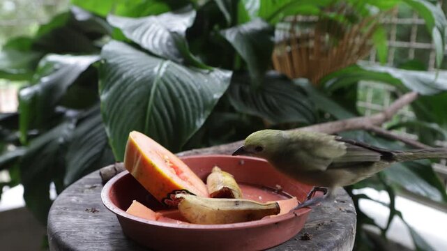 Sanha&ccedil;u do coqueiro, a bird from the Brazilian fauna, feeding at a bird feeder.