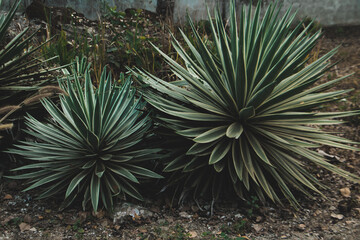 Spiky agave or yucca plants growing in dry soil, tropical garden foliage, desert style plant texture, natural outdoor background. © IndyTimePhoto