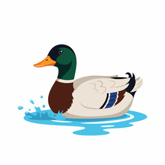 Obraz premium Male Mallard Duck Swimming
