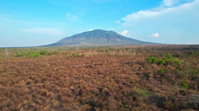 Aerial drone footage of a stunning panorama of Baluran mountain, in Baluran national park, at sunset, with a vast dry savannah and a group of cows passing by, in Situbondo regency, Java, Indonesia