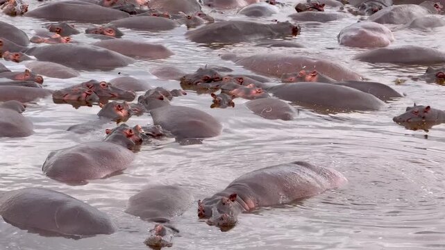 A bloat of hippopotamus in a pond in Africa