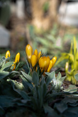 yellow flowers in the garden