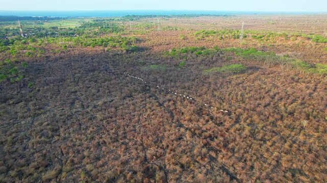 Aerial drone footage of a panorama of Baluran national park, at sunset, with a vast dry savannah, and the north side of Java island sea, cows passing by, in Situbondo regency, Java, Indonesia