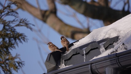 Ptaki w okresie zimowym w terenie wiejskim. Dokarmianie ptaków zimą. © tomo81