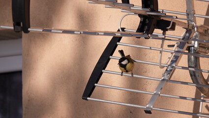 Sikorka siedząca na antenie telewizyjnej © tomo81