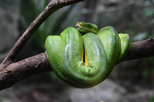 Green Tree Python